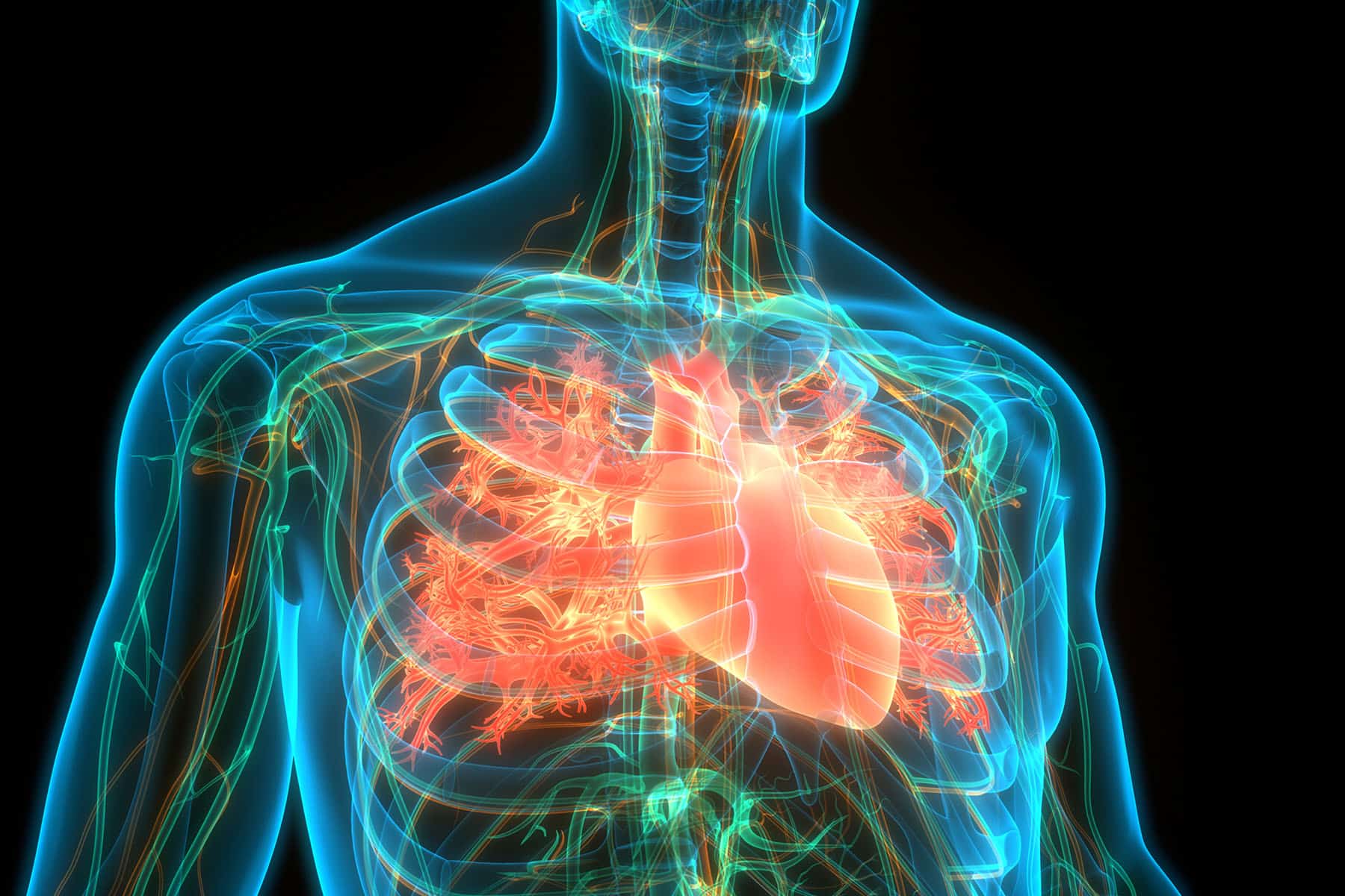 3D Illustration Concept of Human Circulatory System Heart Anatomy