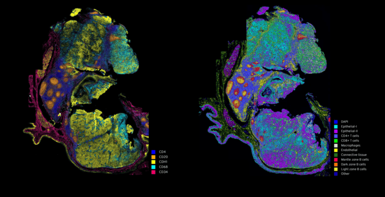 New Insights To Understand The Neurobiology Of COVID-19 - Wesley ...